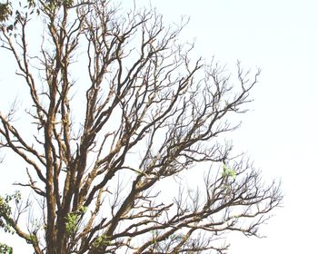 Low angle view of bare tree against clear sky