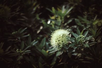 Close-up of dandelion on plant