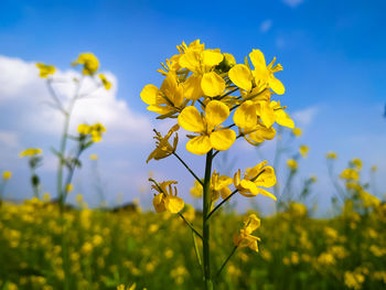 rapeseed