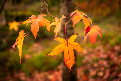 autumn