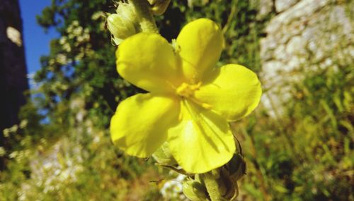Close-up of yellow flowering plant