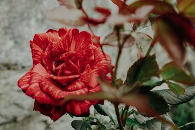 Close-up of red rose