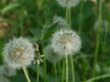 Close-up of dandelion flower