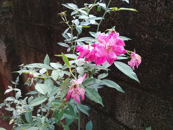 Close-up of pink flowering plant