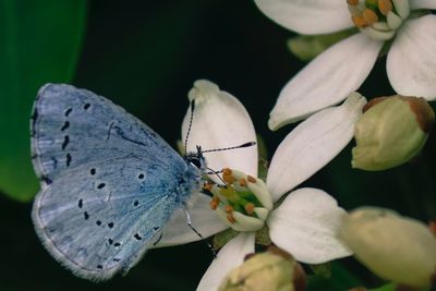 Close-up of butterfly pollinating on flower