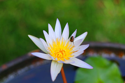 Close-up of insect on flower