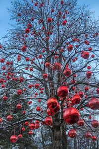 Low angle view of berries on tree