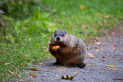 Stout adult groundhog with alert expression holding large piece of carrot in park alley 