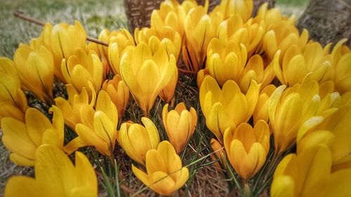 Close-up of yellow flowers blooming in field