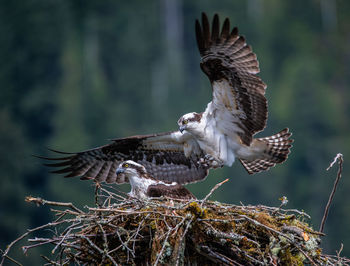 Close-up of eagle flying against the sky