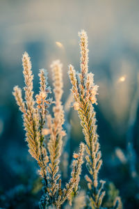 A beautiful frozen wetland grass in the morning light. field of frozen sedge grass in swamp. 