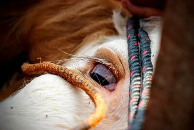 Close-up of a cow