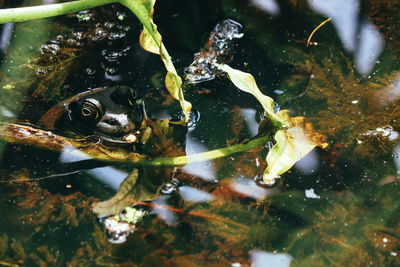 Close-up of frog swimming in sea