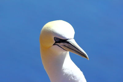 Low angle view of bird against clear blue sky