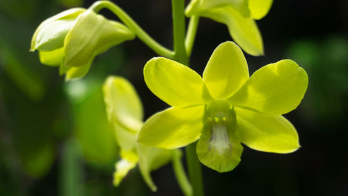 Close-up of flowering plant