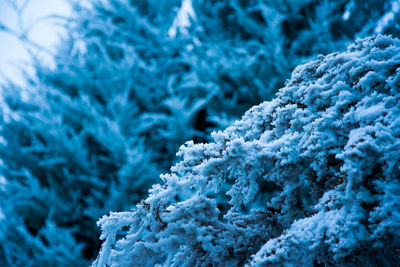 Close-up of snow on tree