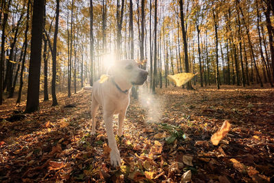 Dog in autumn forest. old labrador retriever walking through the fallen yellow leaves.
