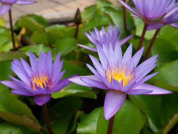 Close-up of purple flowering plant