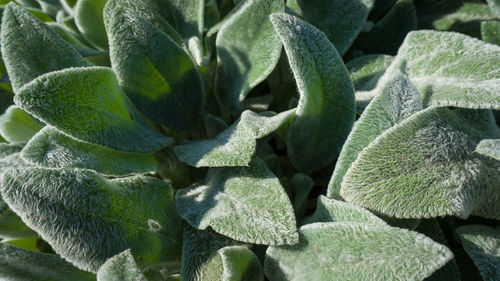 Full frame shot of succulent plant