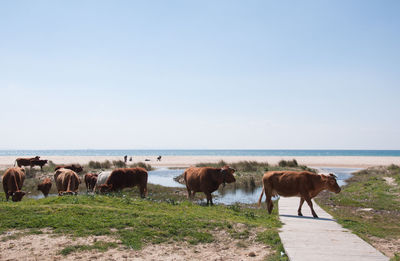 Cows on the beach