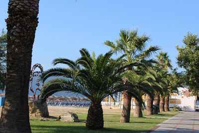 Palm trees against clear sky