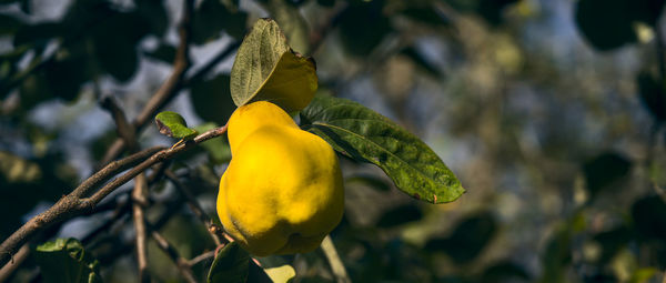 Close-up of yellow fruit on plant