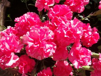 Close-up of pink flowers