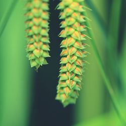 Close-up of fern leaves