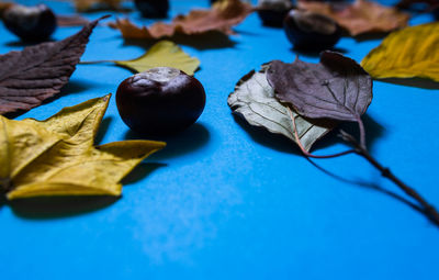 Close-up of dried leaves on table