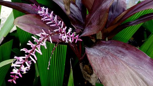Close-up of pink flowering plant