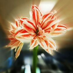 Close-up of flower blooming outdoors