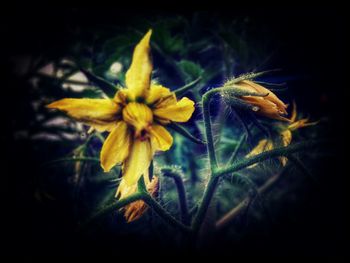 Close-up of yellow flower