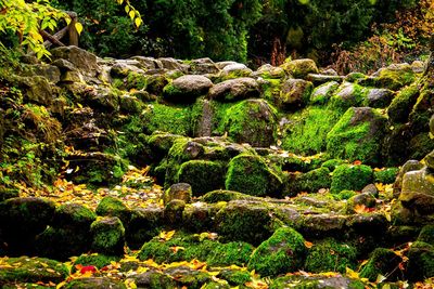 Moss growing on rocks in forest