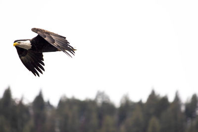 Low angle view of eagle flying against clear sky