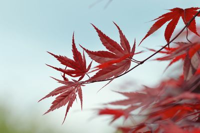 Close-up of red maple leaves