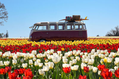 View of flowering plants on field against sky
