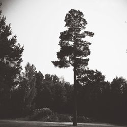 Trees in a row