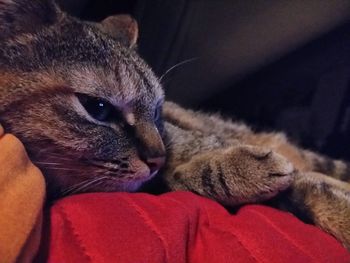 Close-up of cat at home