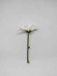 Close-up of white flower