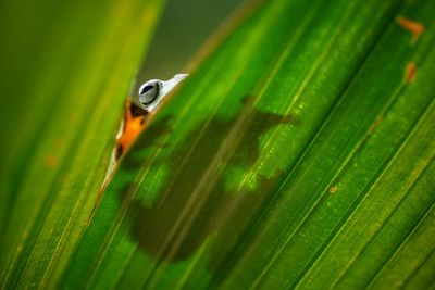 Close-up of tree frog on green leaf