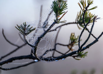 Close-up of pine tree branch during winter