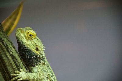 Close-up of a lizard