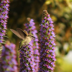 Close-up of hummingbird pollinating on purple flower