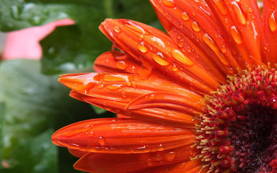 Macro shot of water drops on flower