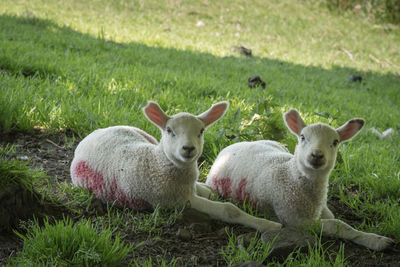 Portrait of sheep on field