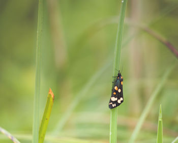 Close-up of ladybug on grass