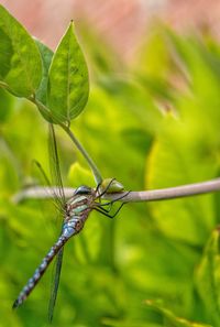 Close-up of insect on plant