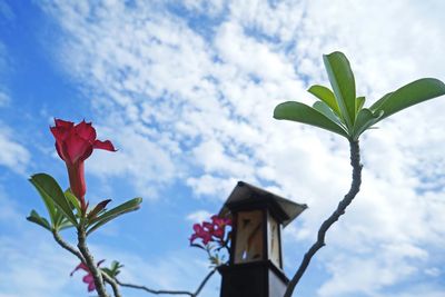 Low angle view of plants against cloudy sky