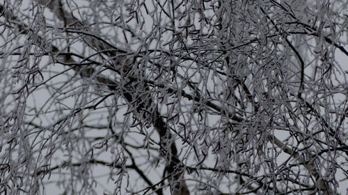 Close-up of frozen bare tree during winter