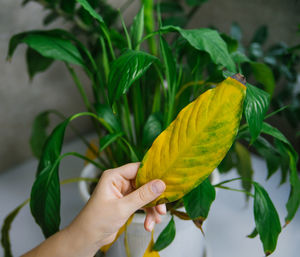 Houseplant disease. withering home flower spathiphyllum in pot on the table.